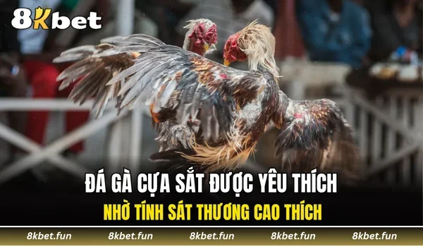 Đá gà cựa sắt được yêu thích nhờ tính sát thương cao